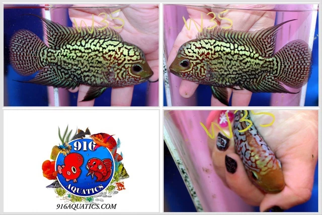 3.5 Inch King Kamfa Live Flowerhorn #W35