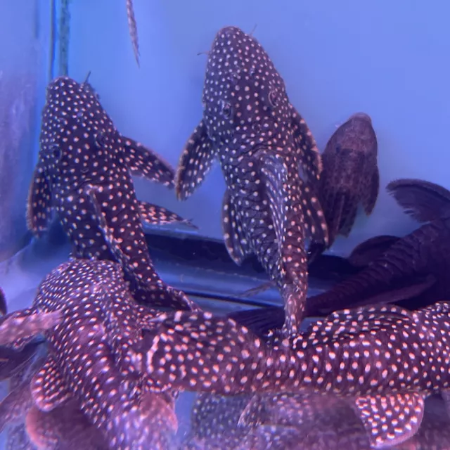 Leporacanthicus galaxias Galaxy Plec, L029  5 Inch Live Fish