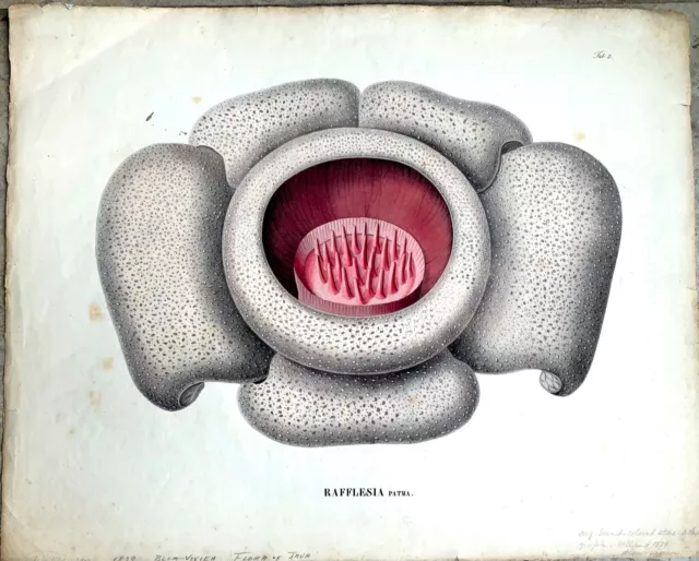 Large Very Rare Botanical Folio Hand-colored Plate Rafflesia Flora Java 1829