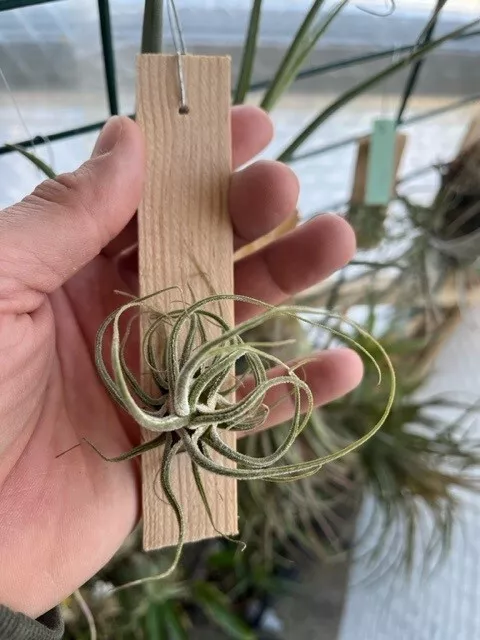 Tillandsia seleriana, aechmea, dyckia, bromeliads