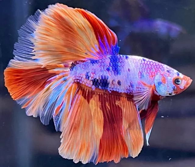 AWESOME Live Male Fancy Candy Nemo Halfmoon Betta Fish (READ DESCRIPTION)