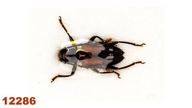 Cerambycidae sp.   A1, 5 mm , 1 pc