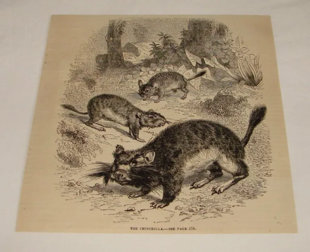 1876 magazine engraving ~ THE CHINCHILLA