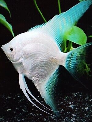 3 Beautiful PH Blue Platinum Angelfish Dime  Size (3 Fish)