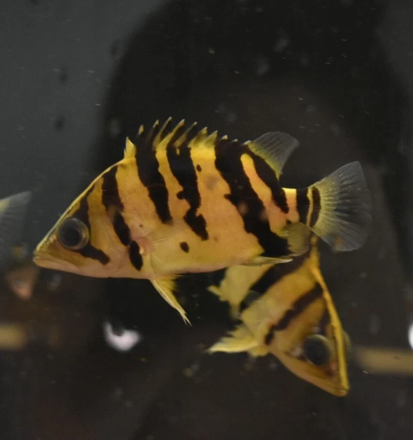 Live Indonesian Tiger Datnoid (4" Freshwater Aquarium Fish) *PLS READ DESCR*