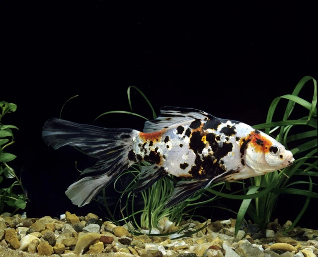 Group of 8+2 Live Premium Shubunkin Goldfish 2-3 Inches Freshwater Fish Grade A+