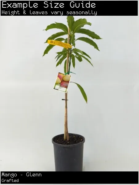 Mango - Glenn (Mangifera indica) Fruit Tree Plant (Grafted)