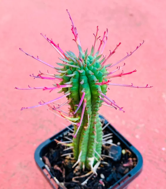 Euphorbia Atrispina Cactus 2