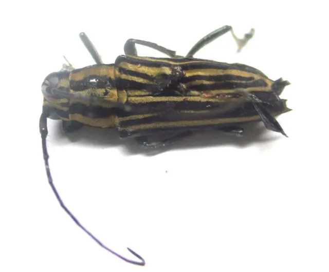 Q011 GNE | CL : Cerambycidae: Glenea species? 13mm A-**********************
