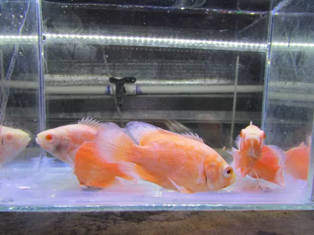 Ruby red astronotus  ocellatus  2 inch- 5 fish