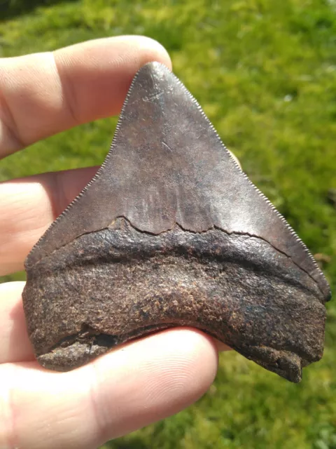 Hai Haizahn Fossilien Carcharocles Megalodon 8,0 cm Zahn Original Meg dunkelbrau