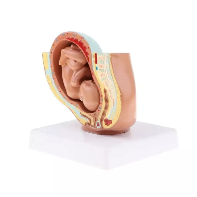 Detachable Female Pelvis Fetal Anatomy Model 9 Months Pregnancy Medical Teaching