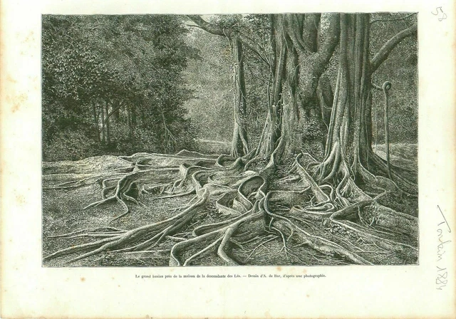 Grand Banian Tonkin Tongkin Viet Nam Indochine GRAVURE ANTIQUE OLD PRINT 1884