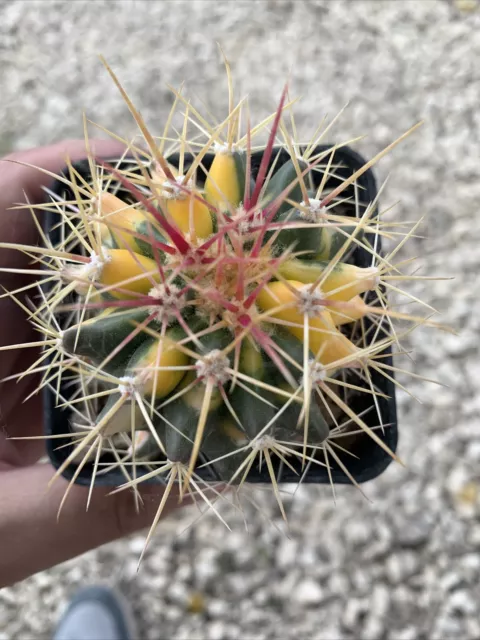 grusoni x ferocactus stainesi variegated Pot 7*7 Beautiful