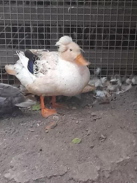 6 Mixed Fertile DUCK Crested Appleyard Hatching Eggs.  High Fertilit