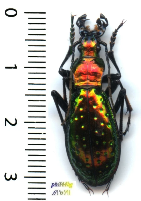 Chrysis Rutilans CARABIDAE - CHRYSOTRIBAX RUTILANS RUTILANS, var. - Entomologie ...