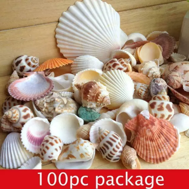 100g Aquarium Beach Nautical DIY Shells Mixed Bulk Fashion Shell Sea лк