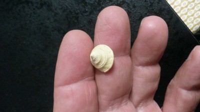 CLAVATULA DEPAUPERATA   FOSSILE MIOCENE BURDIGALIEN 33  FRANCE 