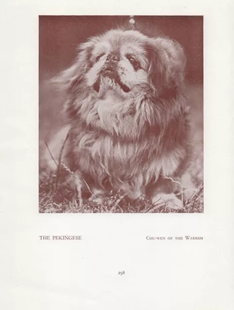 Pekingese Old Vintage 1934 Named Dog Sepia Page Print