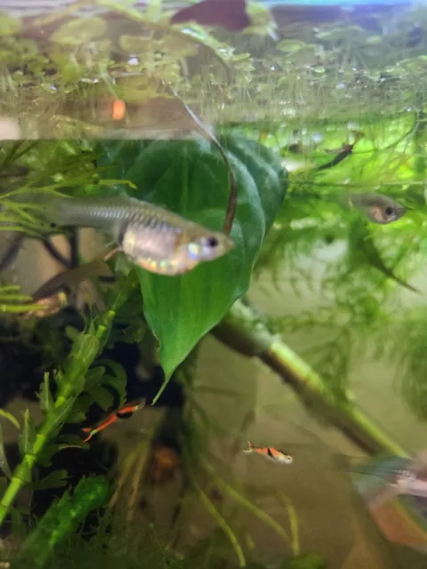 Endlers Livebearer guppy – Black Bar Strain, trio plus 3 free fry and ships free Endlers Livebearer guppy – Black Bar Strain, trio plus 3 free fry and ships free