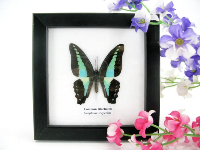 Common Bluebottle - beautiful real butterfly prepared - framed- museum quality