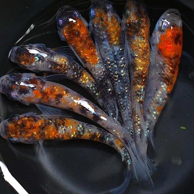 gekka medaka rice fish eggs 20+α  [月華]  made in Japan　Killifish