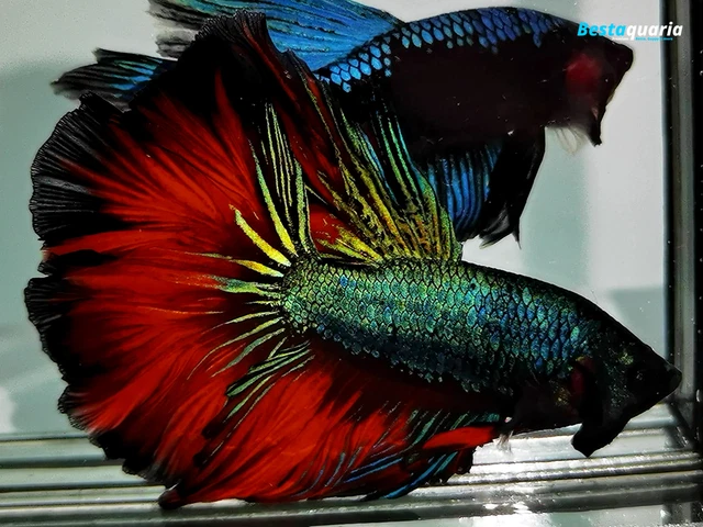 (VVIP!) Premium Live Betta Fish l Male Halfmoon METALLIC GREEN VAMPIRE 3