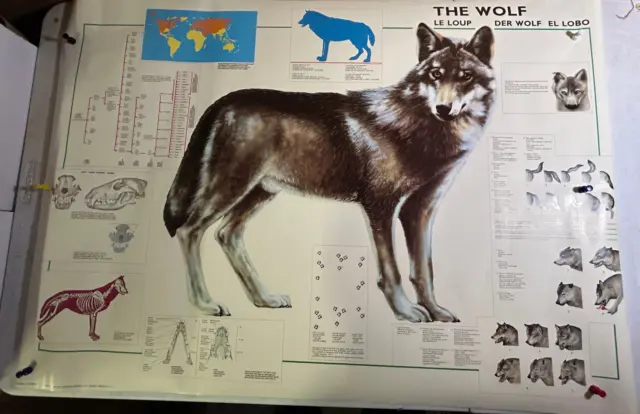 Rolled 1993 The Wolf Animal Chart Diagram Science 26.5X38.5 Poster