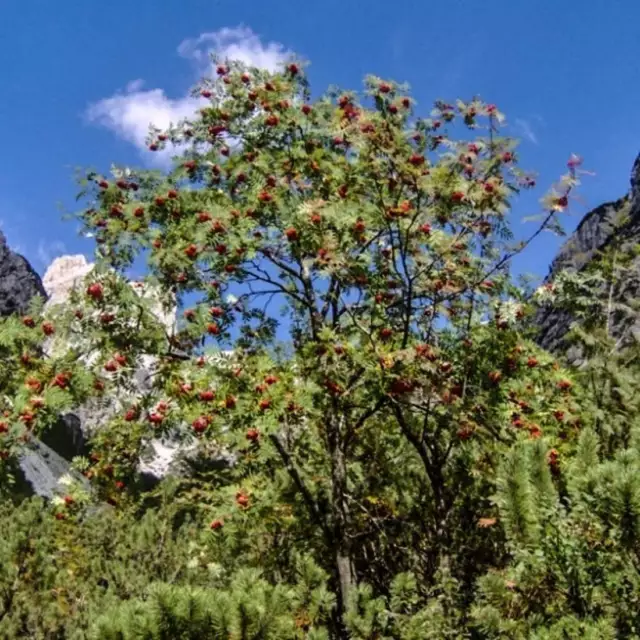 CENIZA DE MONTAÑA Bayas Seca ORGÁNICA Hierba a Granel, Sorbus aucuparia Fructus 2