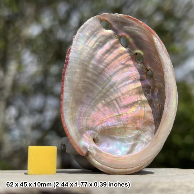 Natural pink abalone seashell - iridescent shell for display