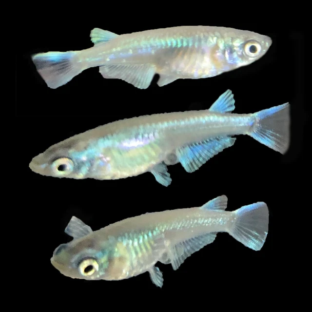 8 Medaka, Platinum Blue Miyuki Japanese Rice Fish, Easy Hardy Aquarium/Pond Fish