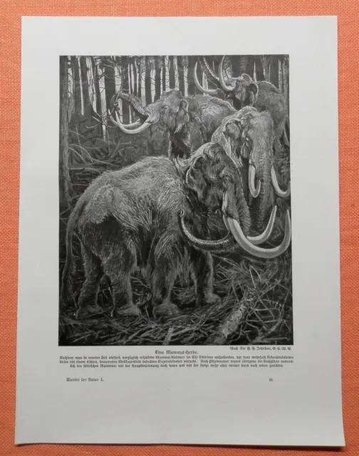 Eine Mammut Herde Mammute  Druck  1912