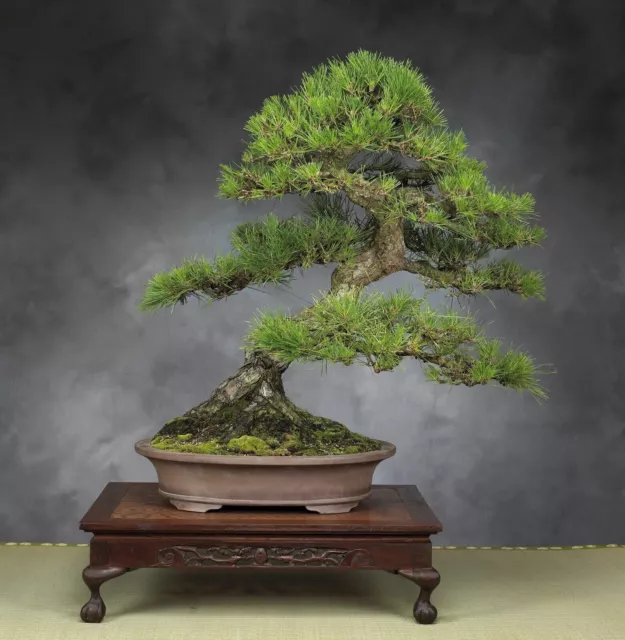 PIN NOIR DU JAPON - PINUS THUNBERGII, 10 graines + CADEAU GRATUIT