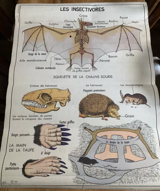 Antike Französische Schulkarte Insekten Lehrkarte Wandtafel Fledermaus Rollkarte
