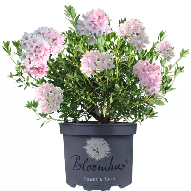 Rhododendron Bloombux Evergreen Pink Flowering Outdoor Hardy Garden Dwarf Shrub