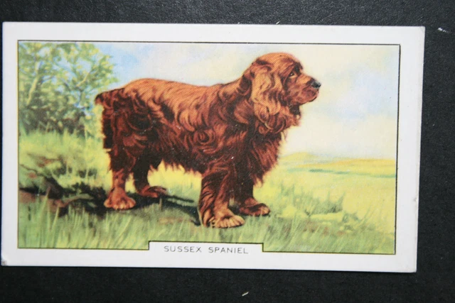 SUSSEX SPANIEL  Vintage 1930's Illustrated Card