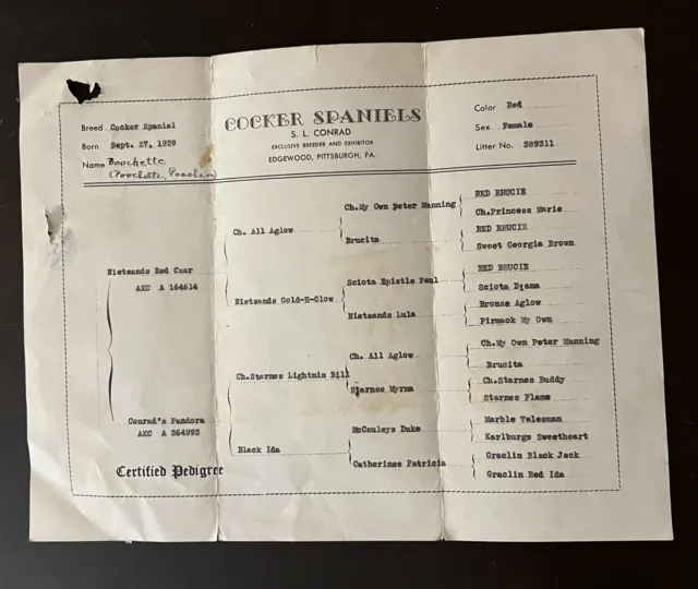 VTG 1939 Cocker Spaniel Certified Pedigree Chart “Bouchette” AKC Litter 389311