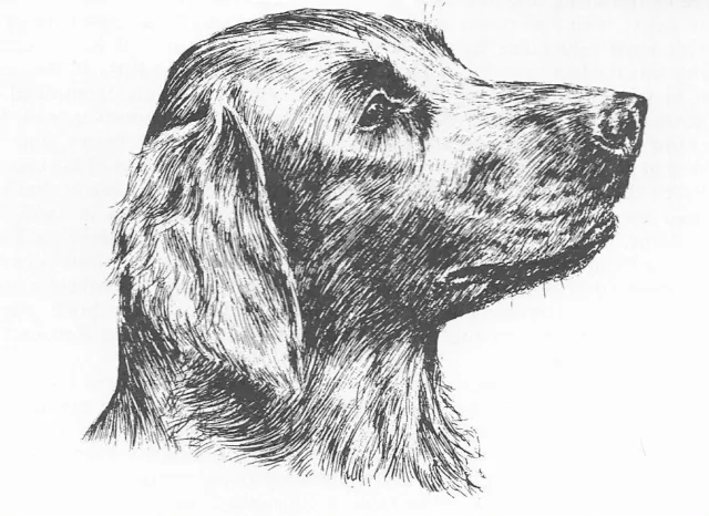 Flat Coated Retriever #3 - CUSTOM MATTED - 1963 Vintage Dog Art Print 0507 CLD