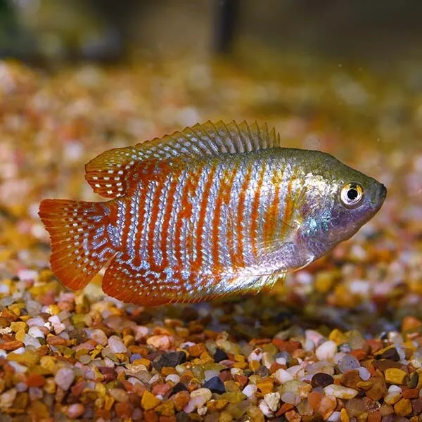 Dwarf Gourami (Trichogaster lalia) - Live Freshwater Fish