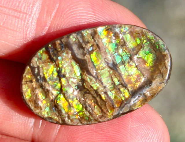 Ammolite Multicolore 5,31 Carats - Pierre Naturelle, Non Traitée - Translucide, Forme Fancy - Neuf