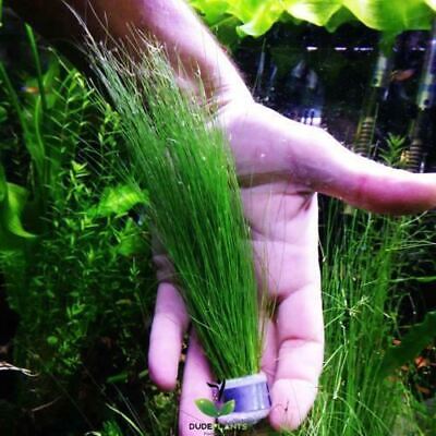 Giant Hairgrass Eleocharis Vivipara Bunch B2G1 Live Aquarium Plants Decoration