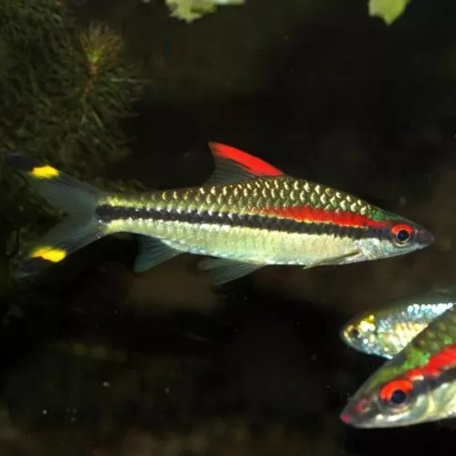 1 Pair Live Juvenile Roseline Sharks Dension Barb Premium Freshwater Fish A+++