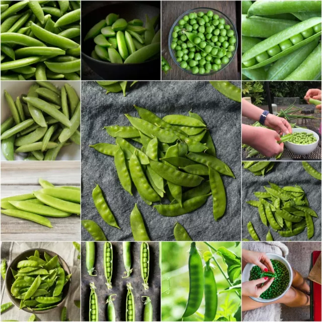 PEA Heirloom Mix 25 seeds ALL TYPES vegetable garden AUTUMN WINTER frost hardy