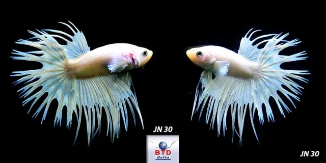 Live Betta Fish JN30 Male White Platinum CT Premium Grade from Thailand