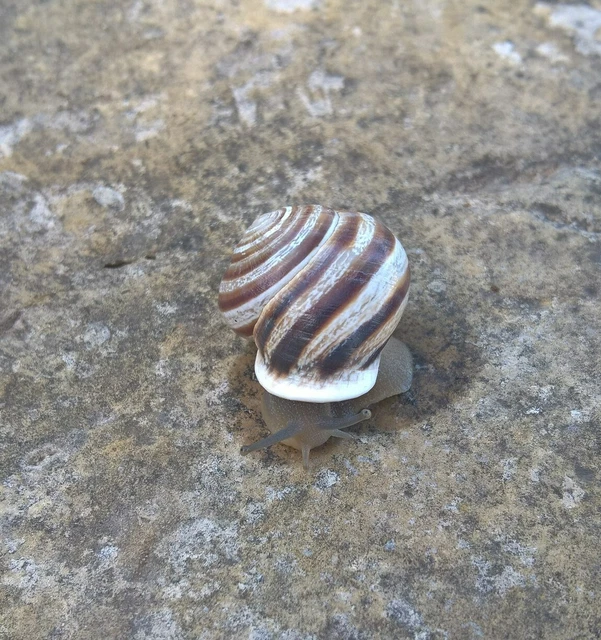 ALMOST GONE!! LAND snail live pet Milk snails (5)+1. Educational