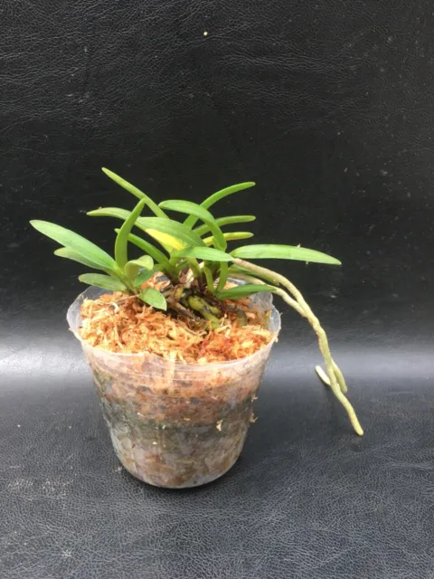 Neofinetia Falcata 'Ootakamaru' Vanda Type Orchid Blooming Size Plant #5
