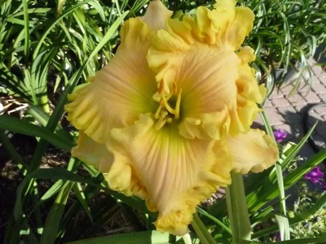 Taglilie, daylily, Hemerocallis „Butch and Barbara's Cracked Eggs“