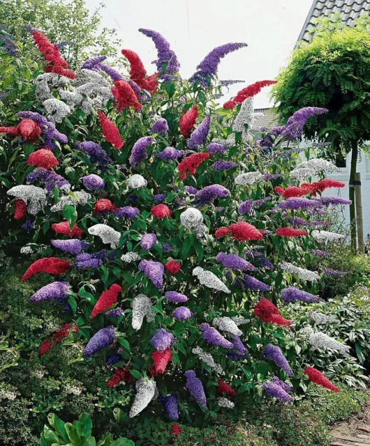 New Butterfly Bush Seeds Fresh Buddleia Mixed Purple Red White Flower Plant Seed