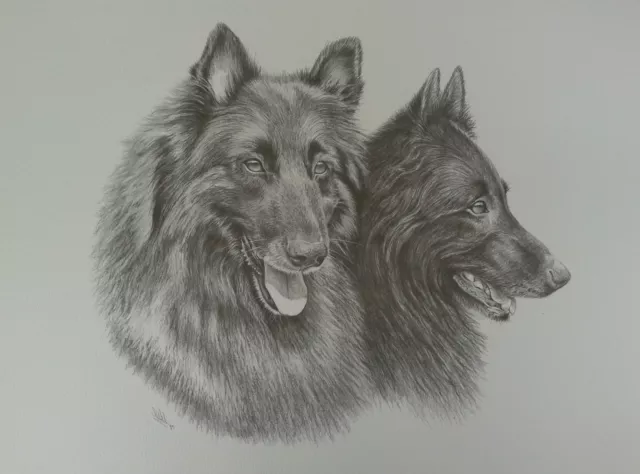 Print of a study of two Belgian Shepherd Dogs / GSDs by S. Winterburn