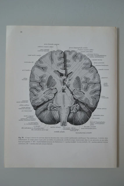 Set De 16 Posters Anatomie Humaine - Planches Système Nerveux Squelettique Musculaire Éducatives